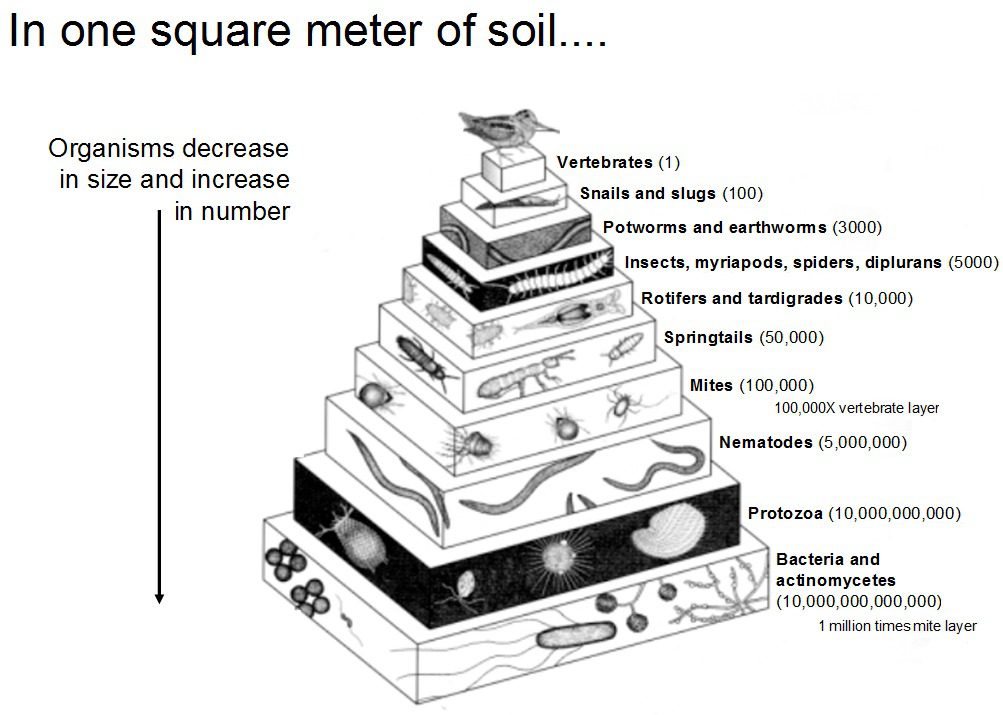 Organic Soil Solutions